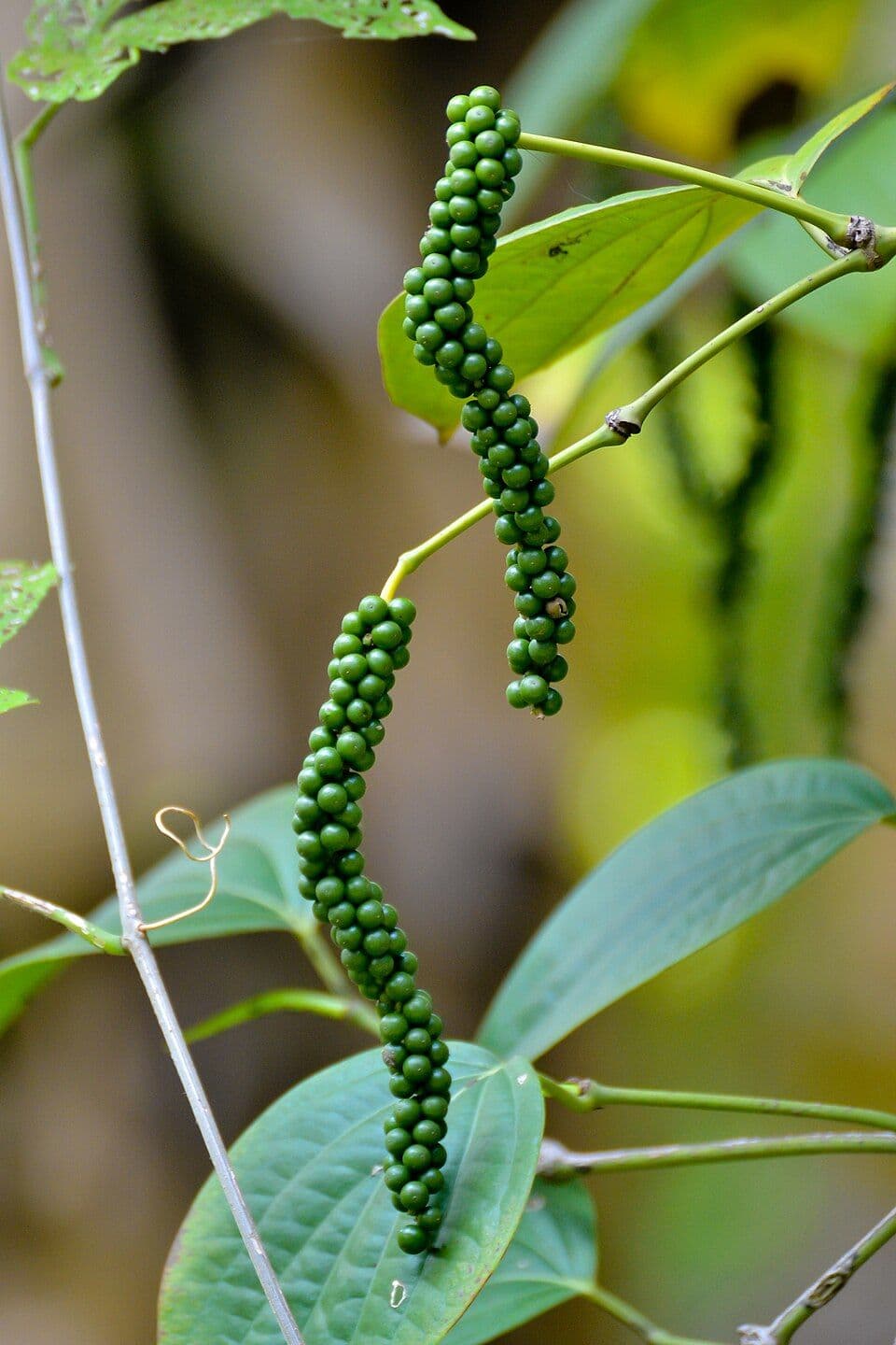 Black Pepper · Malabar