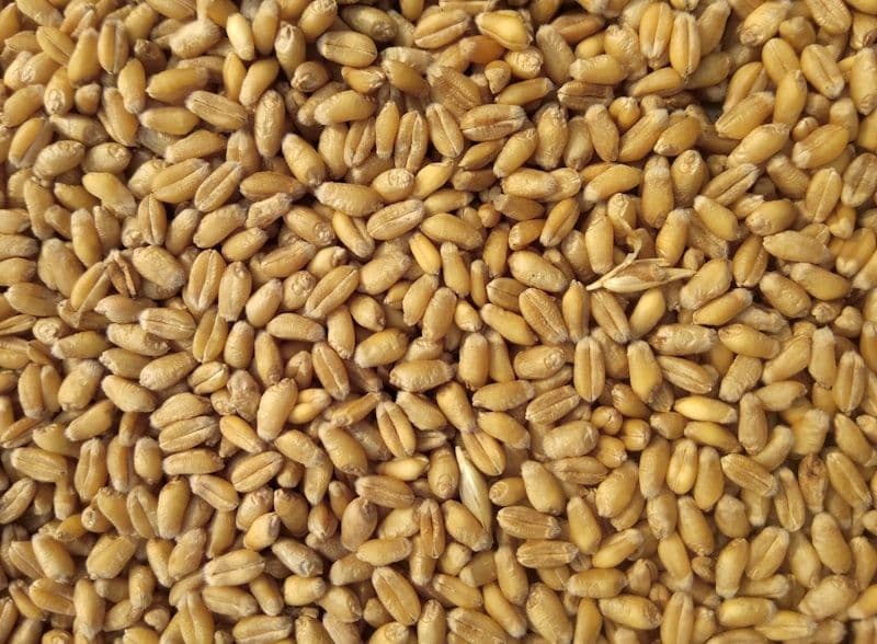Basmati Rice · Punjab